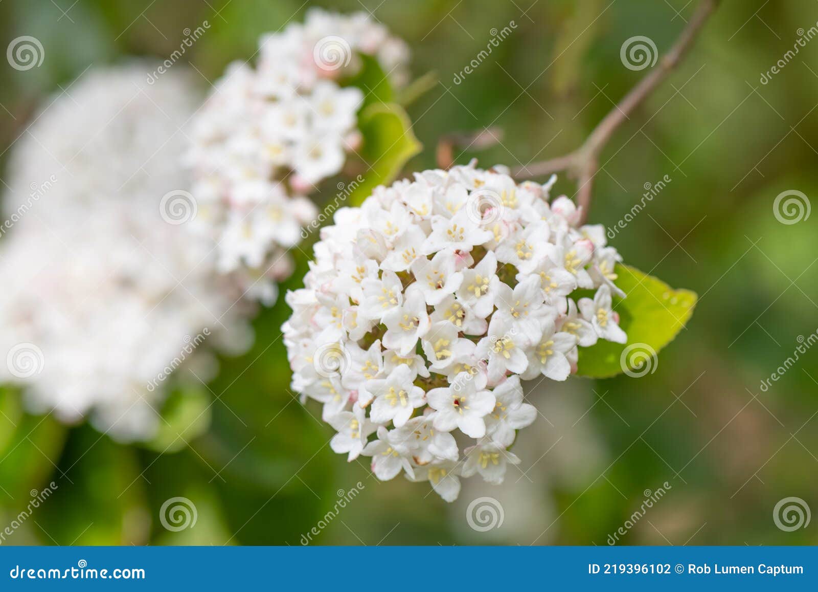 burkwood viburnum burkwoodii, fragrant white flowers